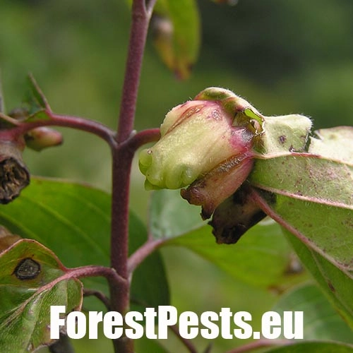 Byľomor Craneiobia corni