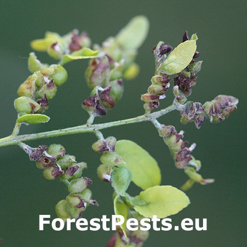 Byľomor Dasineura gleditchiae