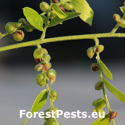 Byľomor Dasineura gleditchiae