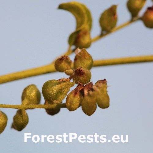 Byľomor Dasineura gleditchiae