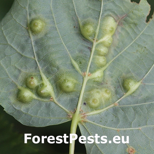 Byľomor lipov&yacute;