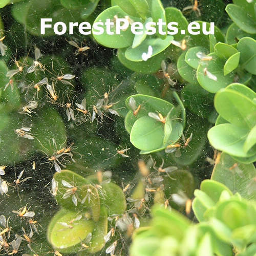 Byľomor Monarthropalpus flavus