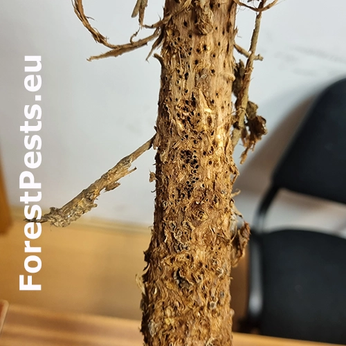 Byľomor Rabdophaga saliciperda