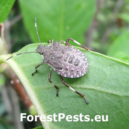Bzdocha Halyomorpha halys