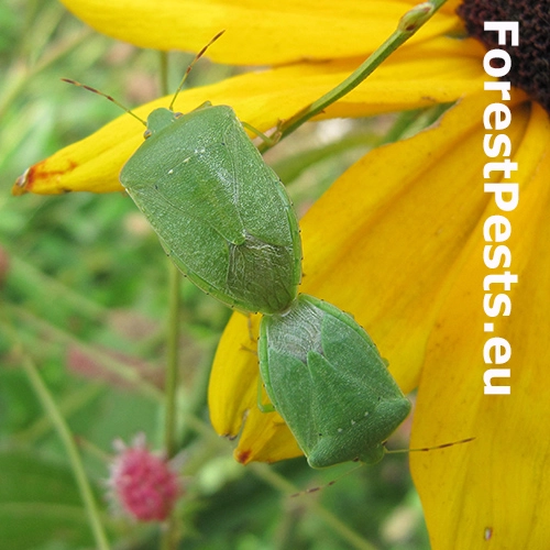 Bzdocha Nezara viridula