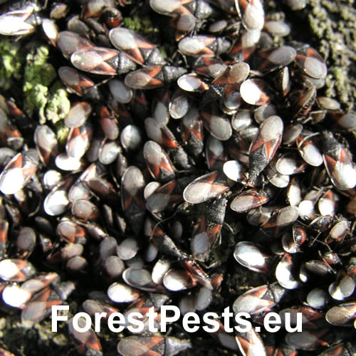 Plo&scaron;tička lipov&aacute;