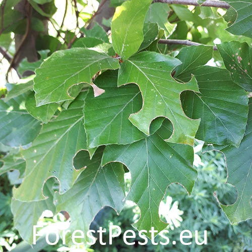 Čal&uacute;nicovit&eacute;