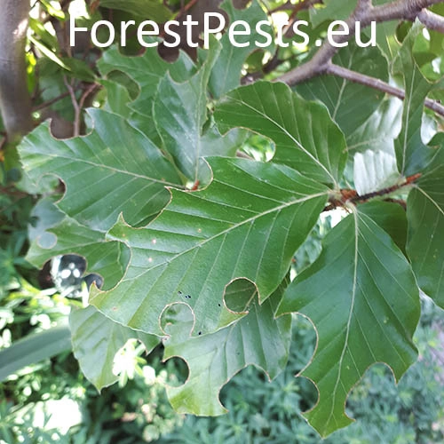 Čal&uacute;nicovit&eacute;