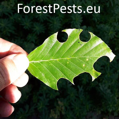 Čal&uacute;nicovit&eacute;