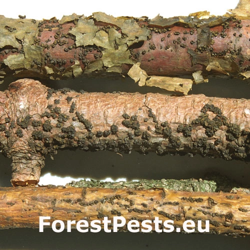 Cenangium hrdzav&eacute;