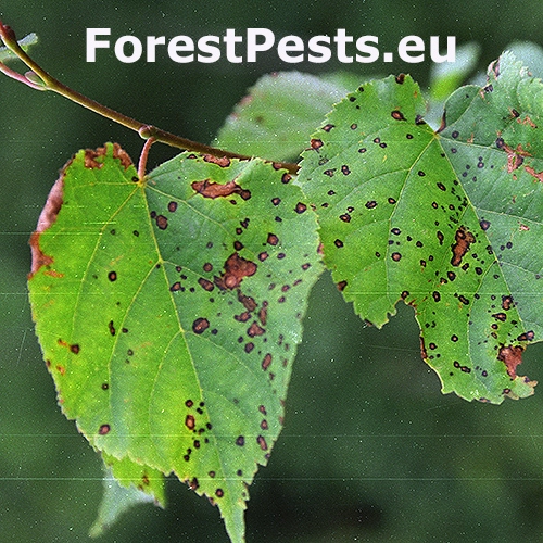 Cerkosporov&aacute; &scaron;kvrnitosť lipy