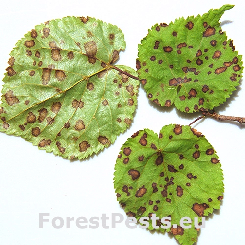 Cerkosporov&aacute; &scaron;kvrnitosť lipy