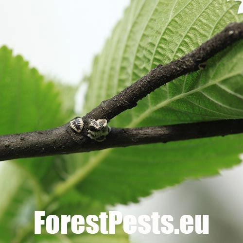 Červec brestov&yacute; 