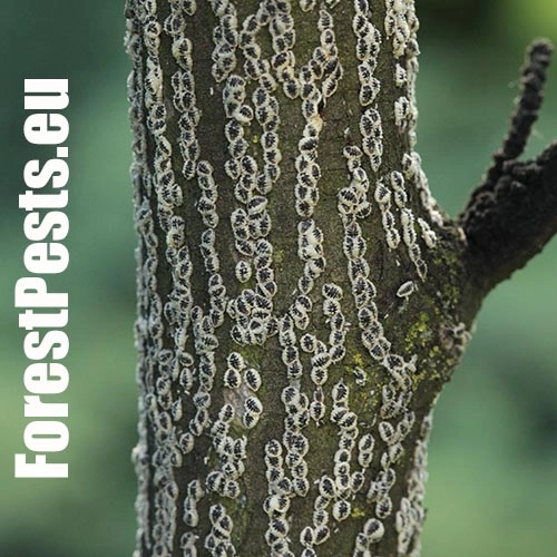 Červec brestov&yacute; 