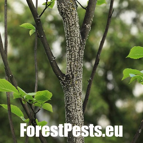 Červec brestov&yacute; 