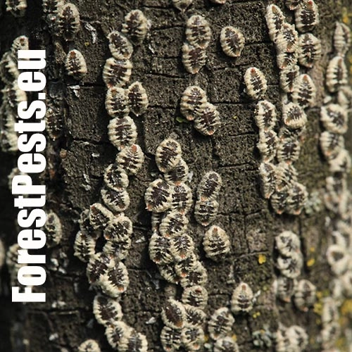 Červec brestov&yacute; 