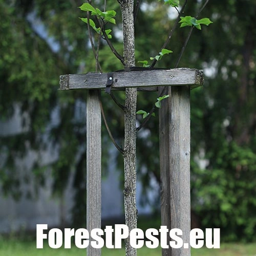 Červec brestov&yacute; 