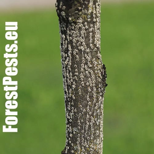 Červec brestov&yacute; 