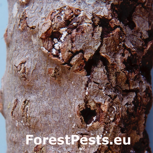 Červec bukov&yacute; 