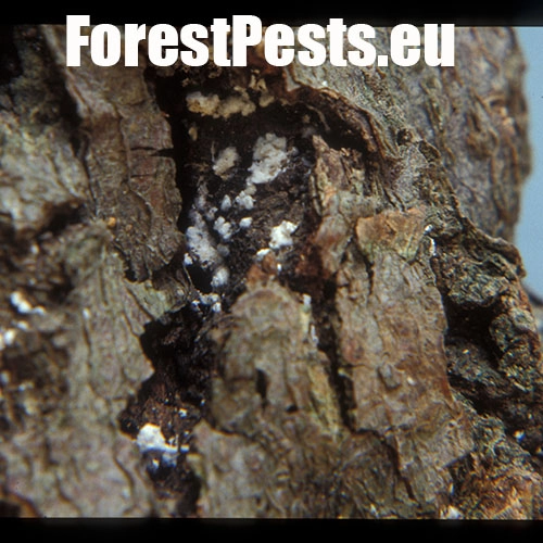 Červec bukov&yacute; 