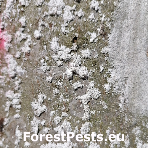 Červec bukov&yacute; 