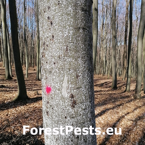 Červec bukov&yacute; 