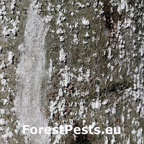 Červec bukov&yacute; 