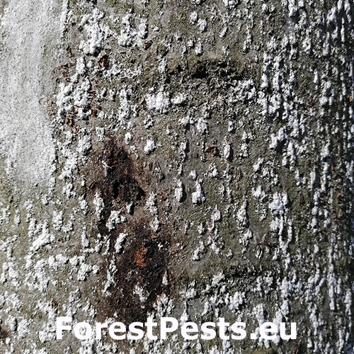 Červec bukov&yacute; 