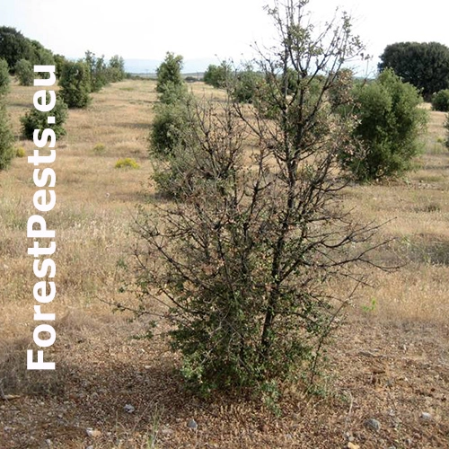 Červec Kermes ilicis 