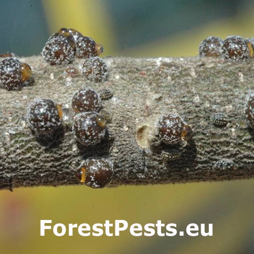 Červec Kermes ilicis 