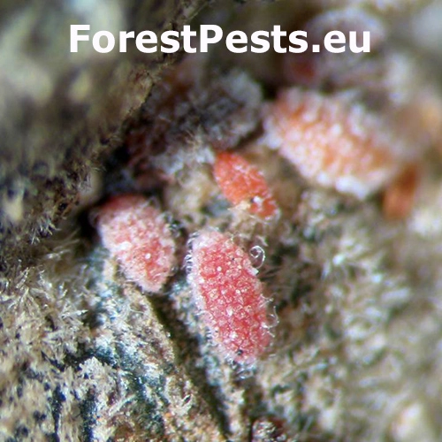 Červec Kermes ilicis 