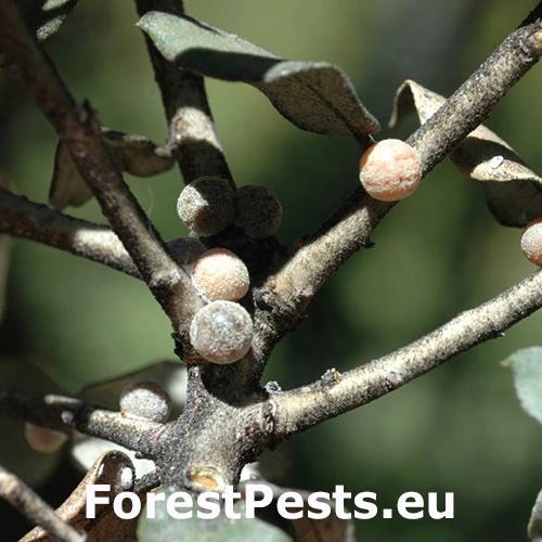 Červec Kermes vermilio