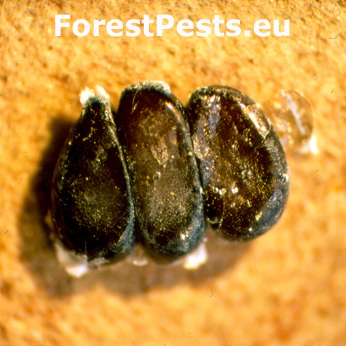 Červec Matsucoccus pini