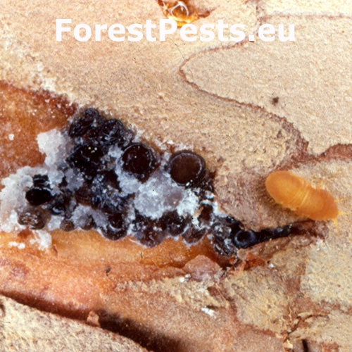 Červec Matsucoccus pini