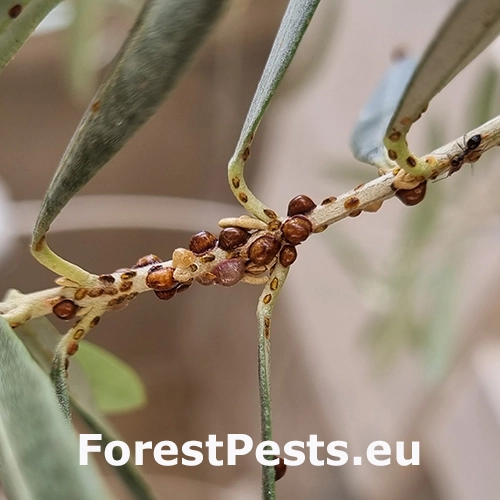 Červec olivov&yacute;