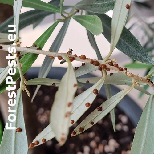 Červec olivov&yacute;