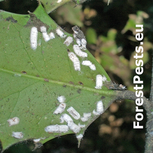 Červec Pulvinaria floccifera