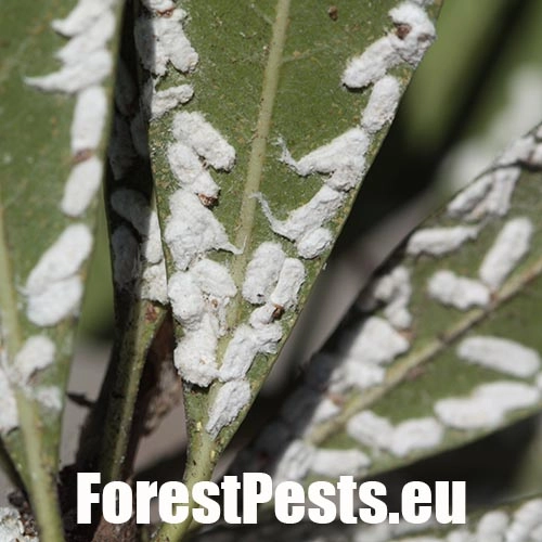 Červec Pulvinaria hydrangeae