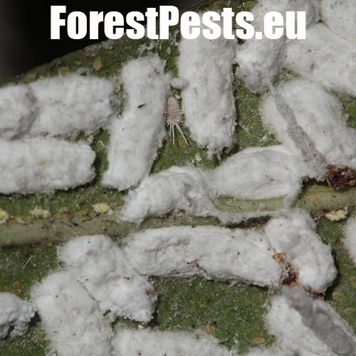 Červec Pulvinaria hydrangeae