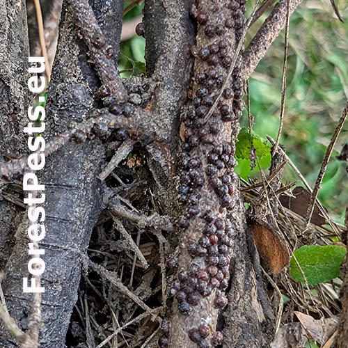 Červec Sphaerolecanium prunastri