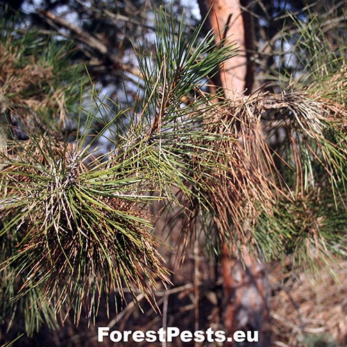 Červen&aacute; sypavka borov&iacute;c