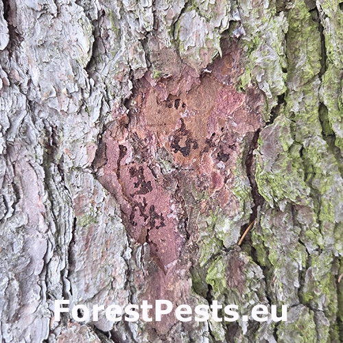 Červotoč Microbregma emarginatum