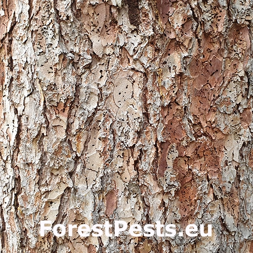 Červotoč Microbregma emarginatum