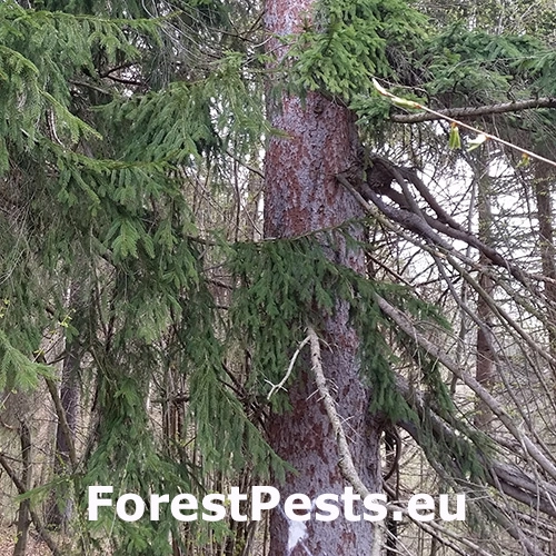 Červotoč Microbregma emarginatum