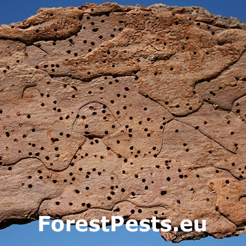 Červotoč Microbregma emarginatum