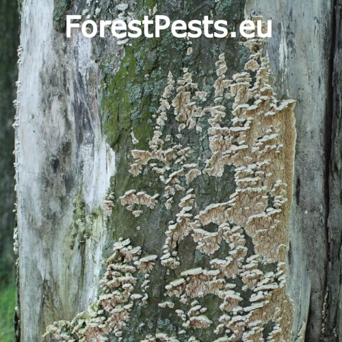 Chlpatica jednofarebn&aacute;