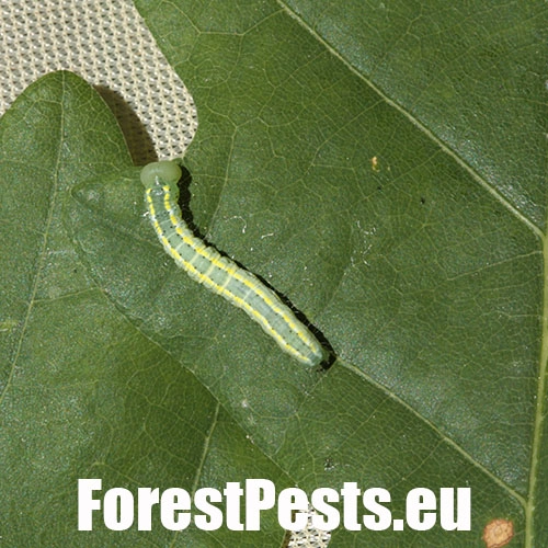 Chochlatka dubov&aacute; 