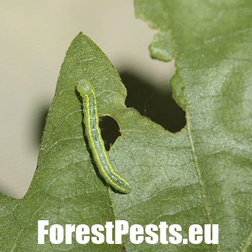 Chochlatka dubov&aacute; 