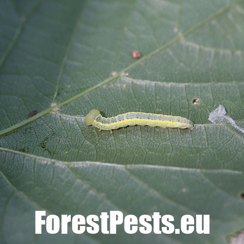 Chochlatka dubov&aacute; 