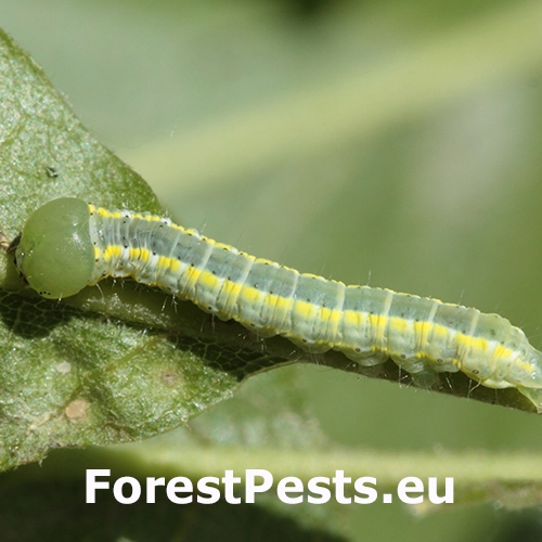 Chochlatka dubov&aacute; 